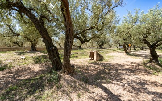 Finca de secano con buen acceso (68)