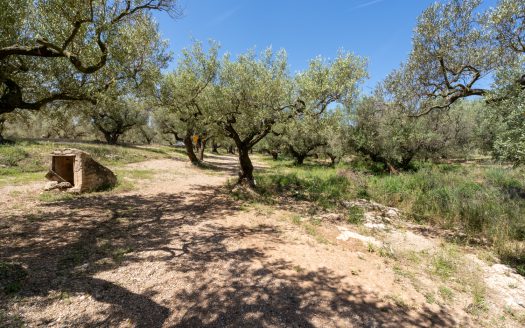 Finca de secano con buen acceso (68)