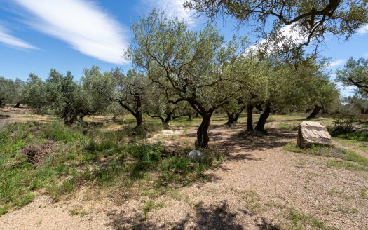 Finca de secano con buen acceso (68)