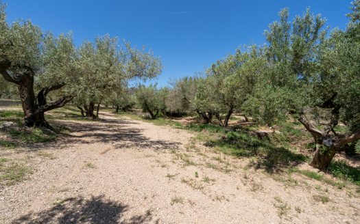 Finca de secano con buen acceso (68)