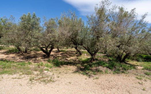 Finca de secano con buen acceso (68)