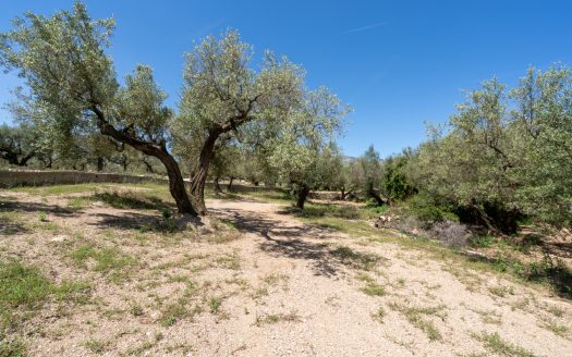 Finca de secano con buen acceso (68)