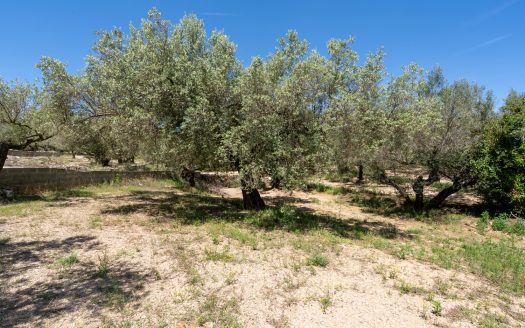 Finca de secano con buen acceso (68)