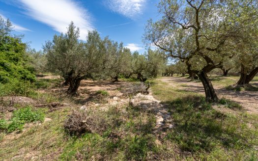 Finca de secano con buen acceso (68)