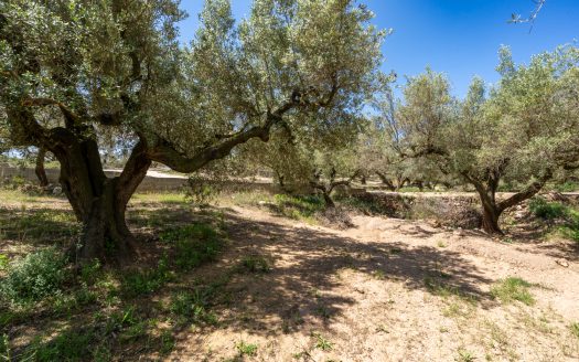 Finca de secano con buen acceso (68)