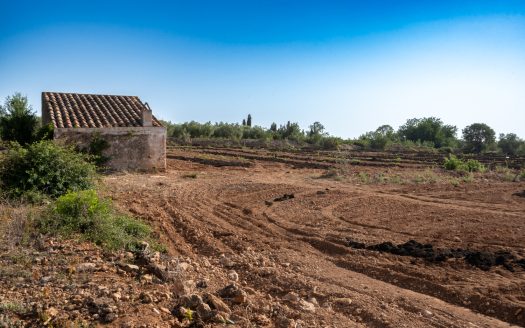 Finca sense arbres i amb casa de camp (89)