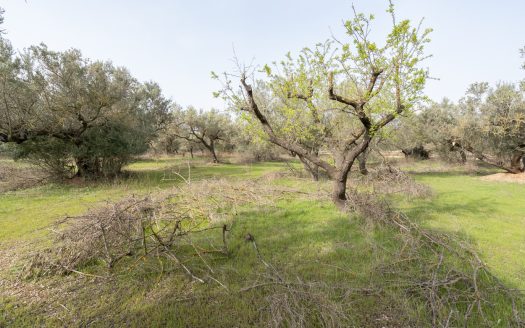 Just olive trees (94)