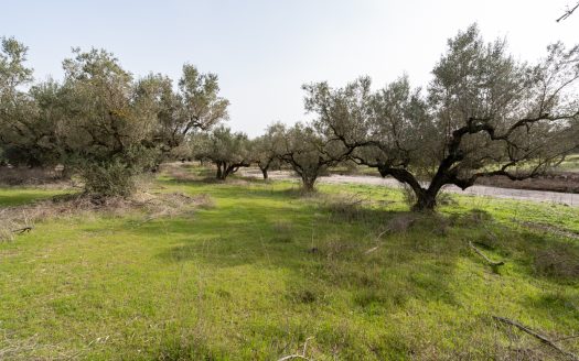 Just olive trees (94)