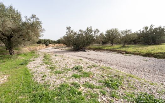 Just olive trees (94)