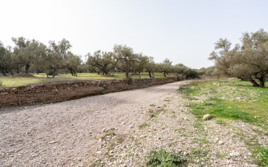 Just olive trees (94)