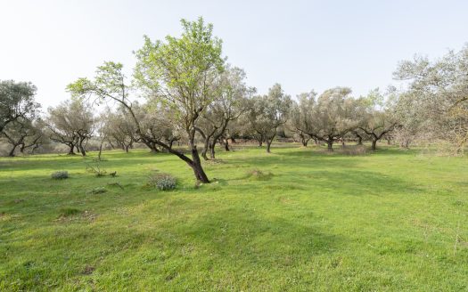 Just olive trees (94)