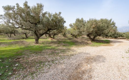 Just olive trees (94)