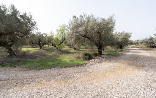 Just olive trees (94)