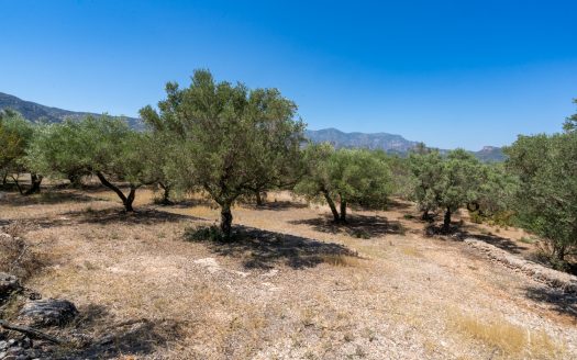 Finca d’oliveres ecològica sense edificació (92)