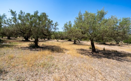 An ecological secluded olive-tree property (92)