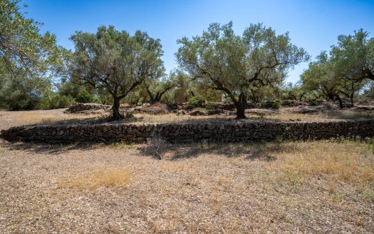 Finca d’oliveres ecològica sense edificació (92)