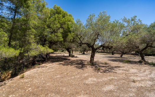 Finca d’oliveres ecològica sense edificació (92)