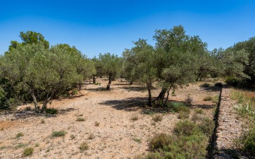 Finca d’oliveres ecològica sense edificació (92)