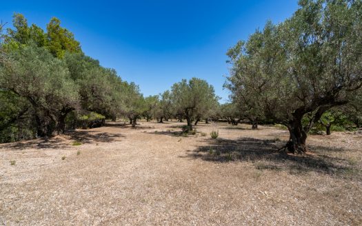 Finca d’oliveres ecològica sense edificació (92)