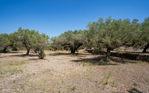 An ecological secluded olive-tree property (92)