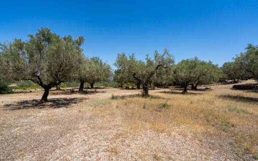 Finca d’oliveres ecològica sense edificació (92)