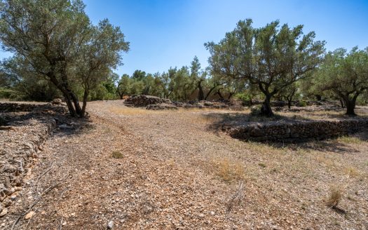 Finca d’oliveres ecològica sense edificació (92)