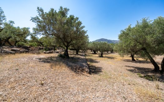 Finca d’oliveres ecològica sense edificació (92)