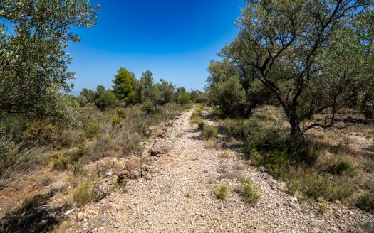 Finca d’oliveres ecològica sense edificació (92)