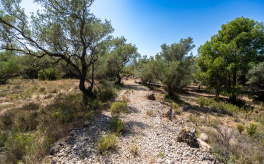 Finca d’oliveres ecològica sense edificació (92)