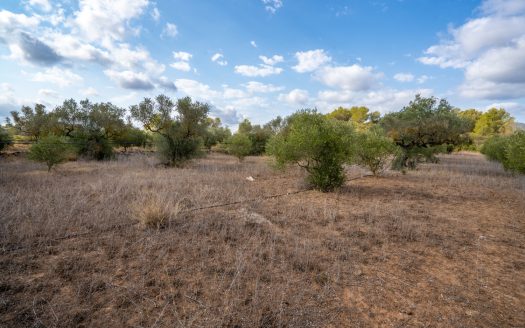 Finca plana con agua de riego (106)