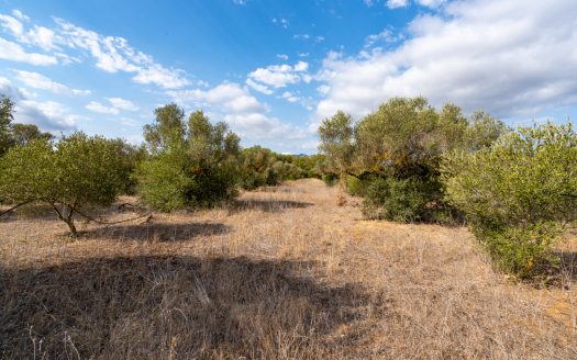 Finca plana con agua de riego (106)