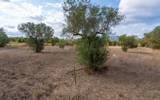 Flat land with olive trees and water (104)