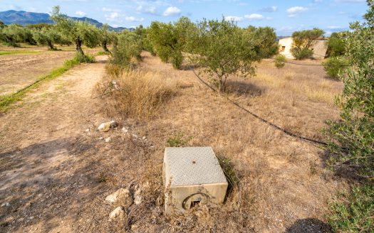 Flat land with olive trees and water (104)