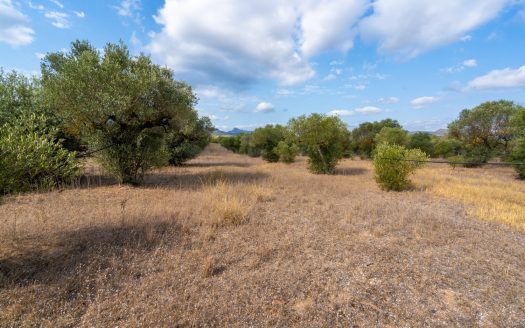 Flat land with olive trees and water (104)