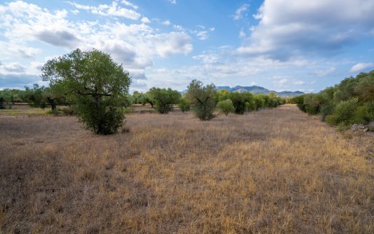 Flat land with olive trees and water (104)