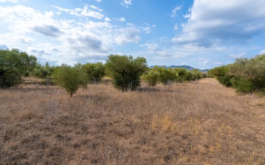 Flat land with olive trees and water (104)