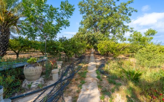 Diverse orchard with a country house (108)