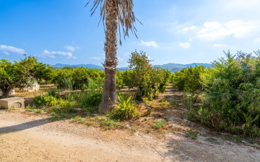 Diverse orchard with a country house (108)