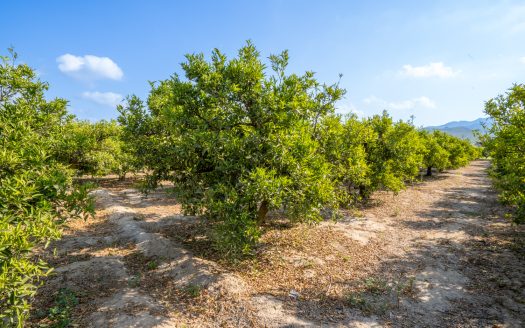 Diverse orchard with a country house (108)