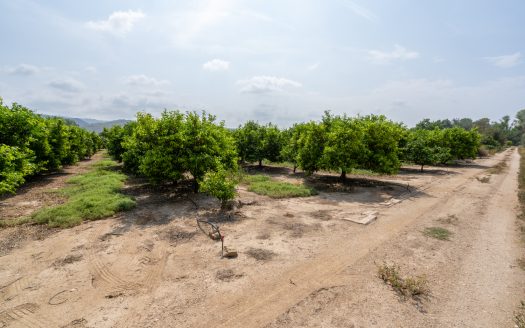 Huerto de mandarinos cerca de Bítem (116)