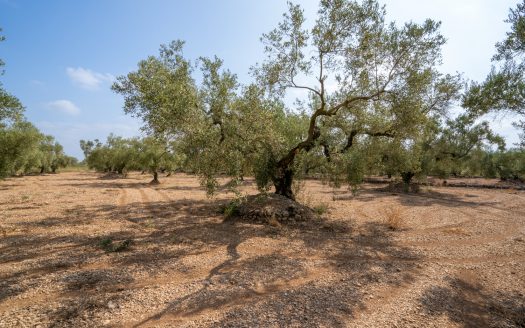 Flat olive trees plot of land (117)