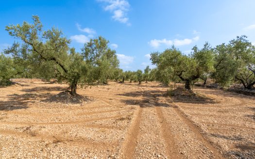 Flat olive trees plot of land (117)