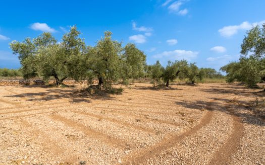 Flat olive trees plot of land (117)