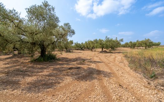 Flat olive trees plot of land (117)