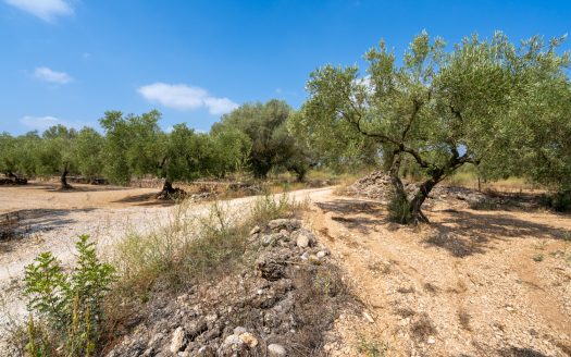 Flat olive trees plot of land (117)