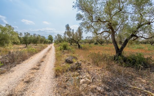 A piece of land with olive trees (118)