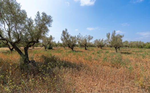 A piece of land with olive trees (118)