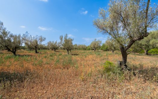 A piece of land with olive trees (118)