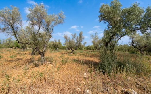 A piece of land with olive trees (118)