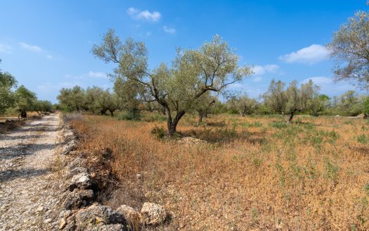 A piece of land with olive trees (118)